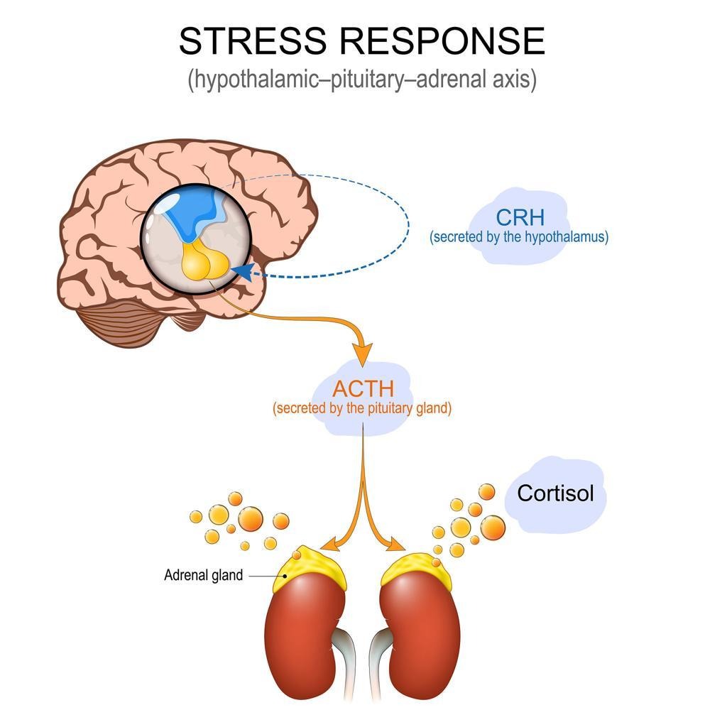 image - Kulani Spa Diagram of the HPA axis: hypothalamus releases CRH, pituitary secretes ACTH, adrenals release cortisol during stress.